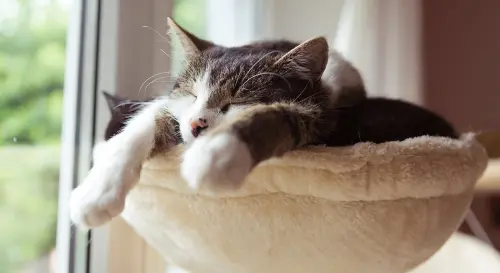 Come salvare la tua casa dai peli e dai graffi felini