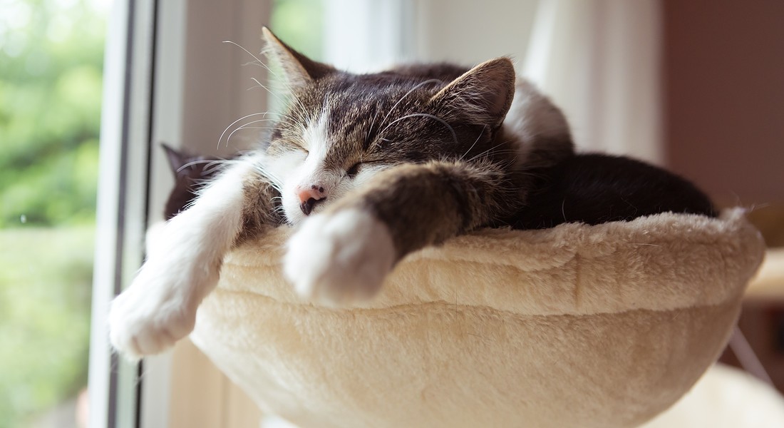 Come salvare la tua casa dai peli e dai graffi felini