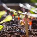 Irrigazione del proprio orto: quali accorgimenti seguire